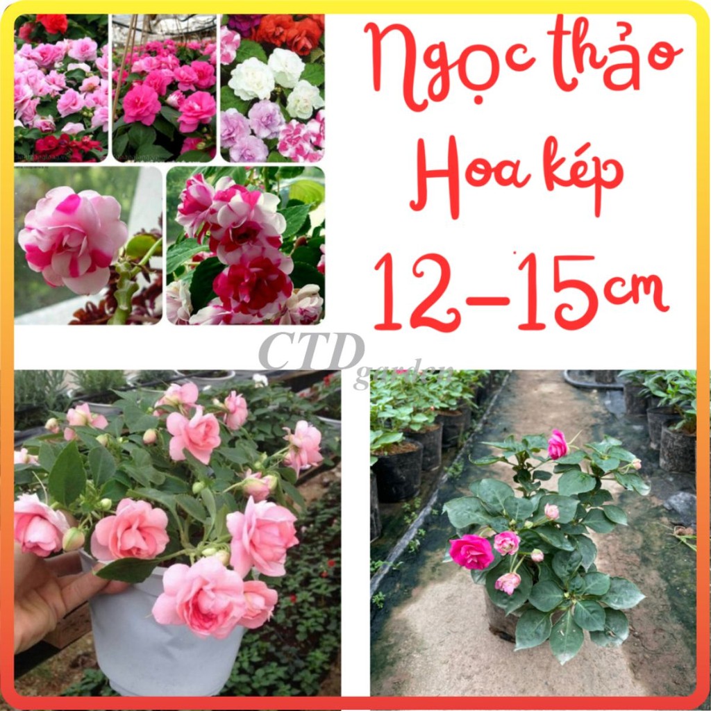 Hoa NGỌC THẢO kép, cao 15~20cm hoa nở đẹp, bắt mắt (Chỉ giao miền Bắc+Bắc miền Trung)