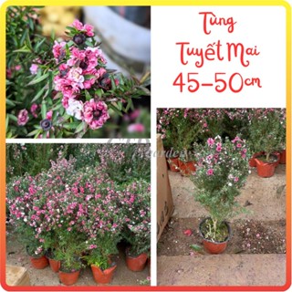 Cây TÙNG TUYẾT MAI 40-50cm, hoa nở rộ màu rực rỡ [sp24]