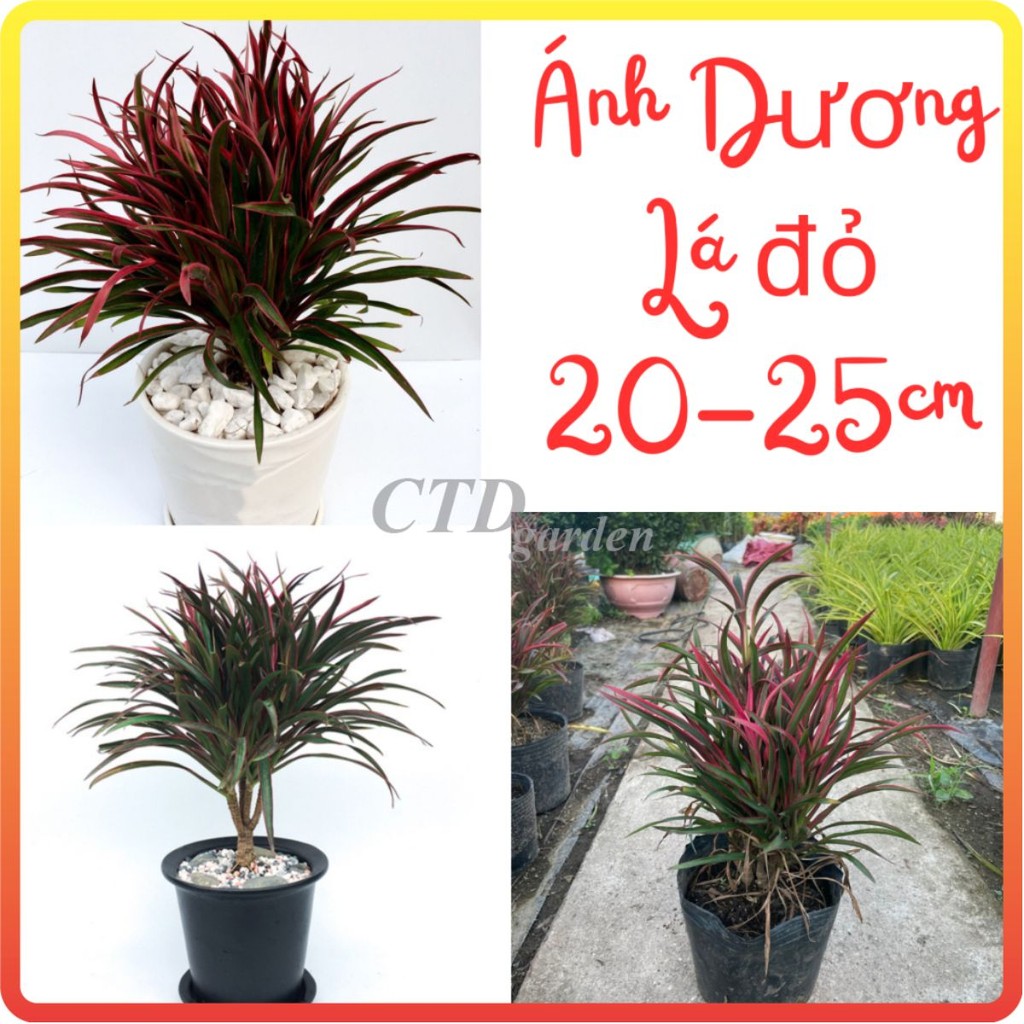 Cây ÁNH DƯƠNG lá đỏ cao 25cm [sp23]
