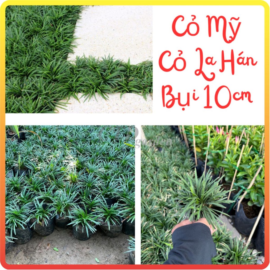Cây CỎ MỸ (cỏ gấu, cỏ la hán) bụi mini 10cm [sp13]