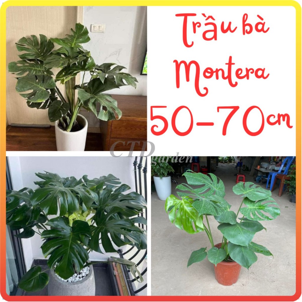 Cây TRẦU BÀ MONSTERA, chậu 3 thân 70cm lá to xanh khỏe