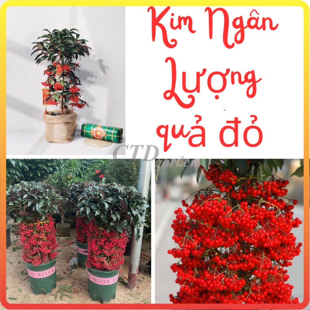Cây KIM NGÂN LƯỢNG hoa đỏ cao 60-70cm