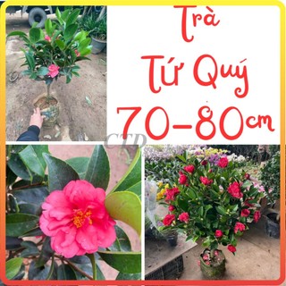 Cây TRÀ TỨ QUÝ sẵn hoa nụ nở quanh năm