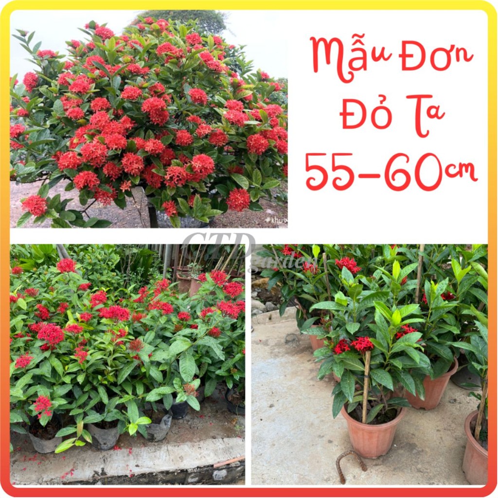 Cây MẪU ĐƠN TA cao 60cm