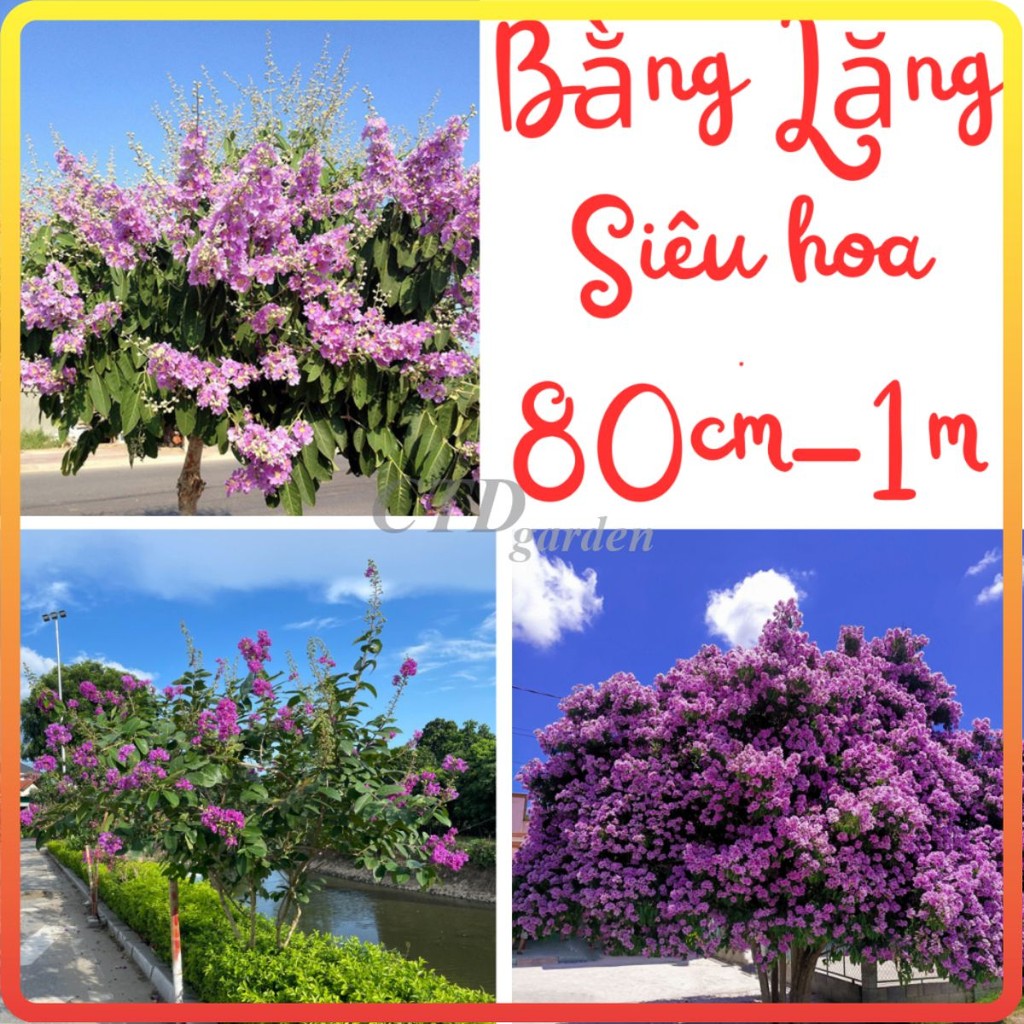 Cây BẰNG LĂNG TÍM cao 60~80cm-88