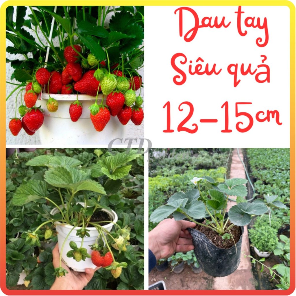 Cây DÂU TÂY cao 10~15cm, cây đã có thể ra hoa đậu trái