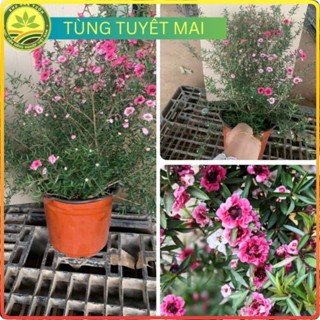 Cây Giống Hoa Tùng Tuyết Mai