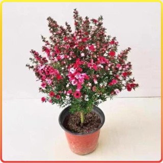 Cây Giống Tùng Tuyết Mai Đang Hoa Chơi Tết