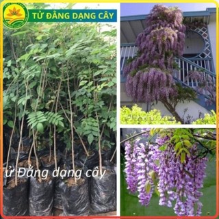 Cây giống TỬ ĐẰNG, giống cây thân gỗ có dây leo, hoa nở quanh năm, rất phù hợp trồng ban công, trang trí cổng nhà [sp39]