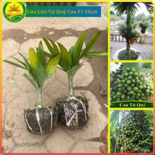 Cây Giống CAU LÙN TỨ QUÝ F1, Cam kết chuẩn giống 100%, Cây cao 15 - 20cm