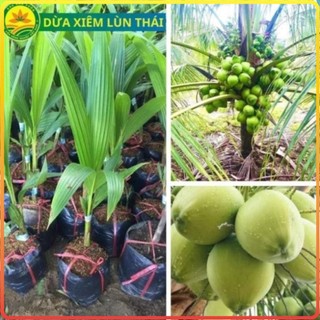 Cây giống DỪA XIÊM XANH LÙN, cây giống năng suất cao, dễ trồng, nhanh cho thu hoạch [sp37]