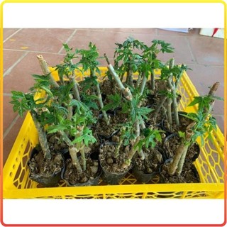 Cây giống Rau Mỳ Chính (Bina Chaya) - Loại đã lên sẵn bầu, mầm hoa tươi tốt [sp37]