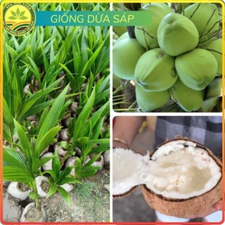 Cây giống DỪA SÁP, ruột đặc, dẻo có hương vị béo mềm [sp15]