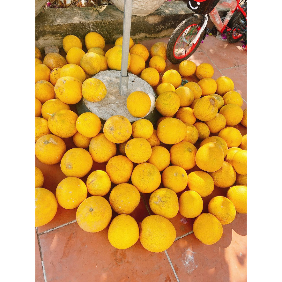 Bưởi diễn nhà trồng ngọt mát,8 lạng đến 1kg có thể để khô ăn rất ngon