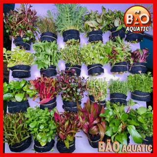 Cây thủy sinh cắt cắm lá cạn các loại