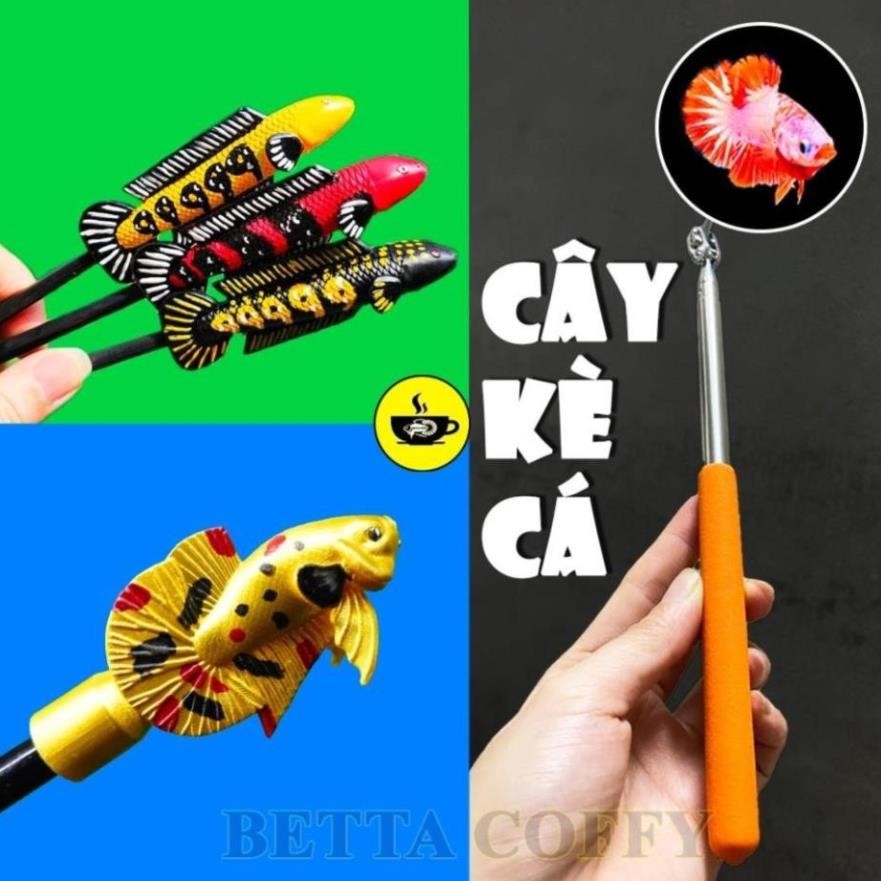 Kính kè cá - Gương kè - Cây Kè cá Betta Lóc La Hán - Giao màu ngẫu nhiên - Huấn Luyện Cá Sung Trang 