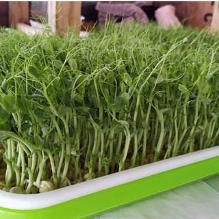  Gói 500g Hạt giống Rau Mầm Đậu Hà Lan Không Chất Bảo Quản siêu nhiều hạt 