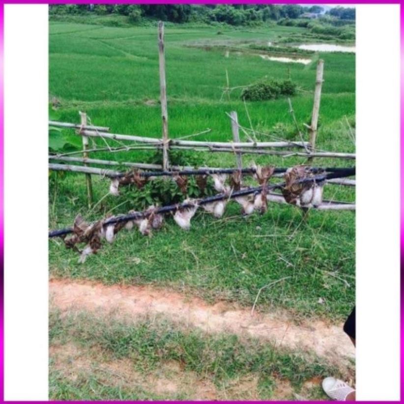 Keo Dính Chim, Keo Bẫy Chim Sẻ, Cu Gáy, Chào Mào, Hoành Hoach, Chim Hút Mật