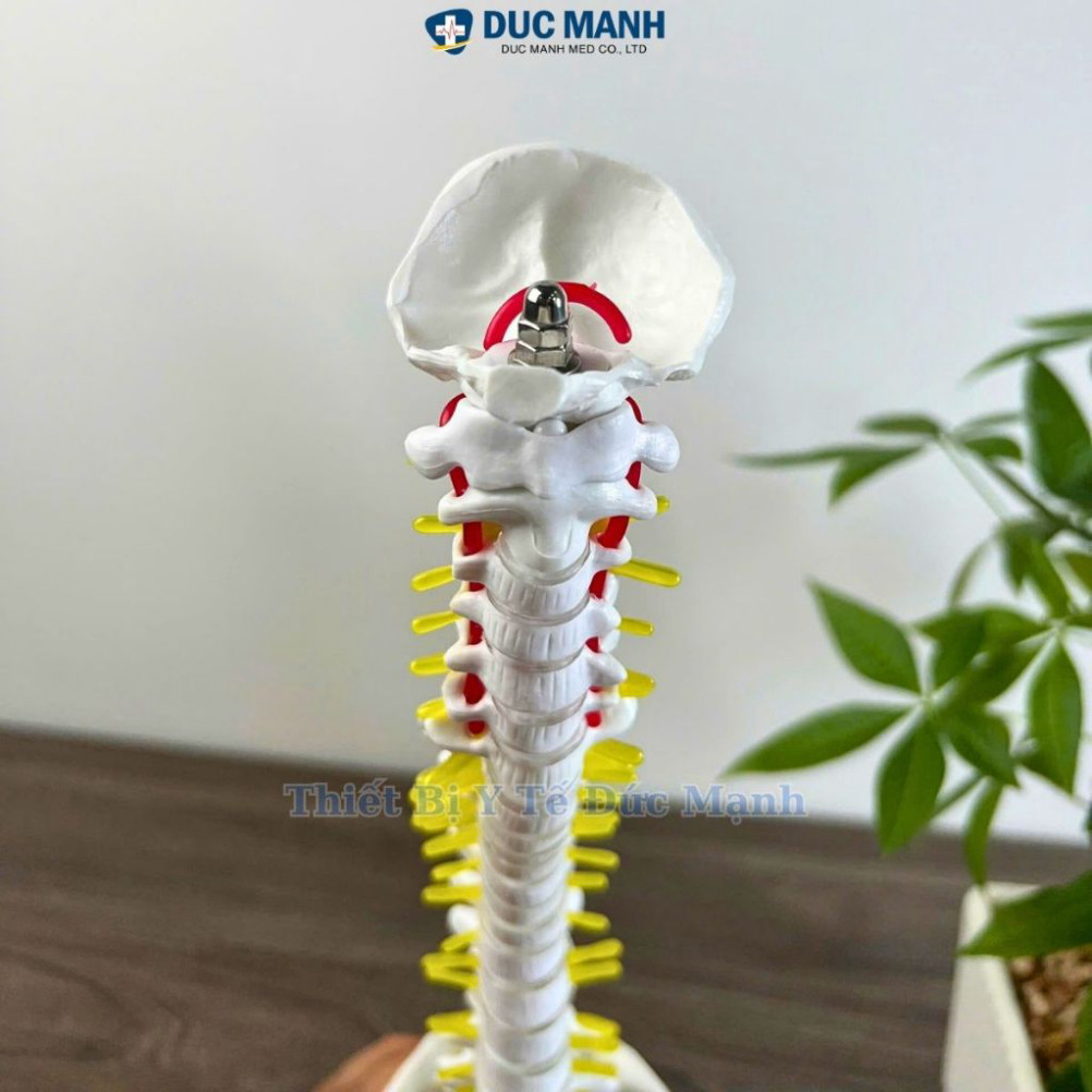 Mô hình cột sống 45 cm- Mô hình giải phẫu cột sống , mô hình kết hợp trưng bày, giảng dạy cột sống