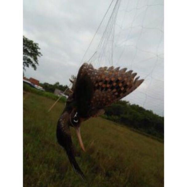 Lưới Bẫy Chim Thái Lan, Lưới Bẫy Chim Tảng Hình, Chuyên Các Loại ; Cu, Sẻ, Chào Mào, Cu Gáy cần câu 