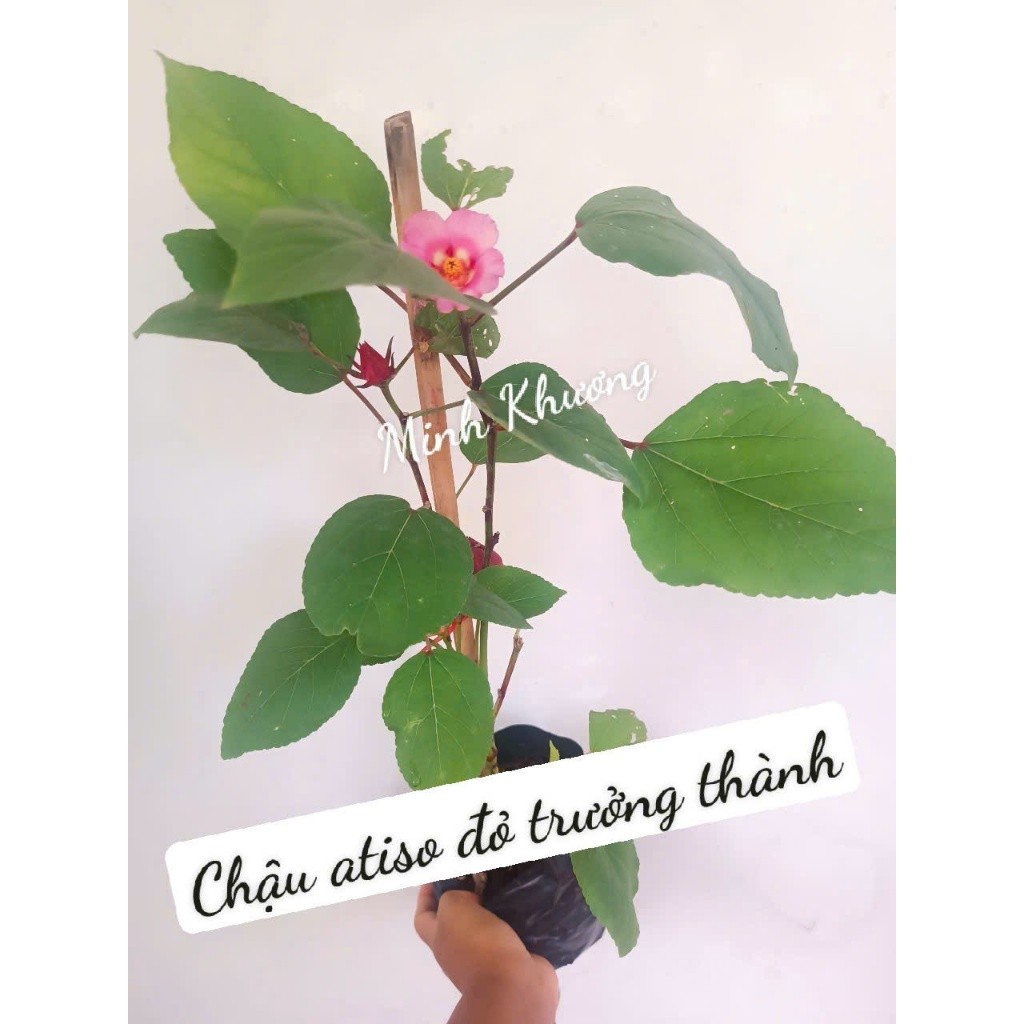 Chậu cây astiso đỏ trưởng thành đang sẵn hoa-Bối Bối Farm