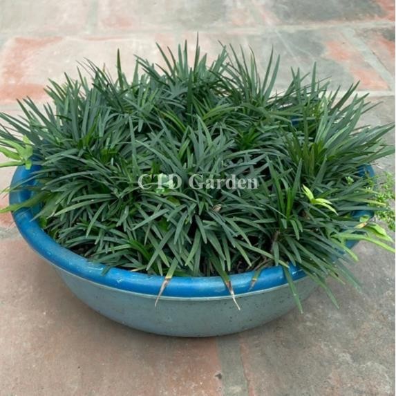 Cây Cỏ Gấu Mỹ