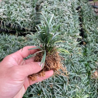 Cây Cỏ Gấu Mỹ