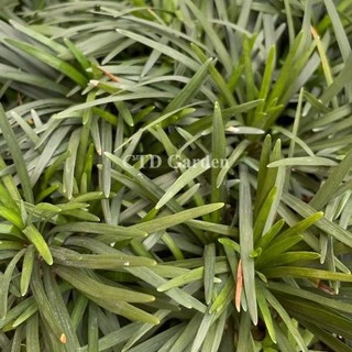 Cây Cỏ Gấu Mỹ