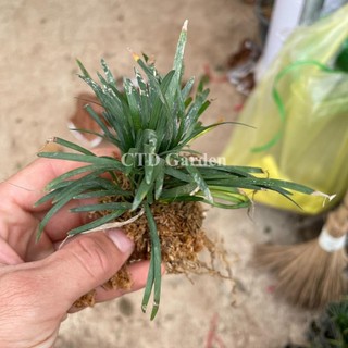 Cây Cỏ Gấu Mỹ