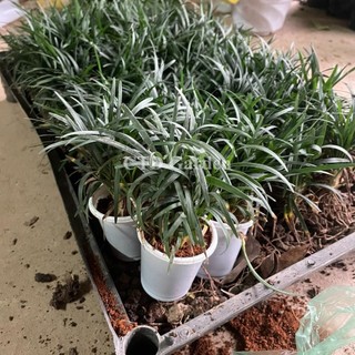 Cây Cỏ Gấu Mỹ