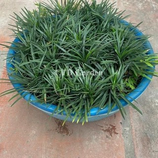 Cây Cỏ Gấu Mỹ