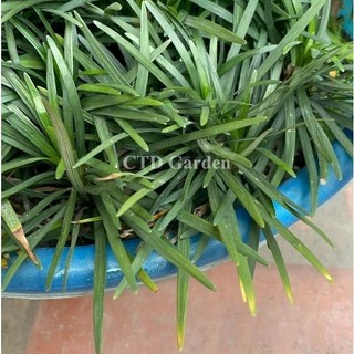Cây Cỏ Gấu Mỹ