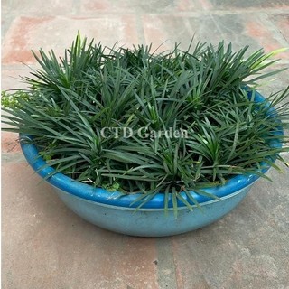 Cây Cỏ Gấu Mỹ
