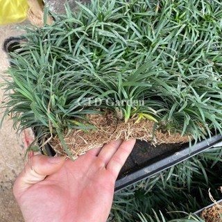 Cây Cỏ Gấu Mỹ