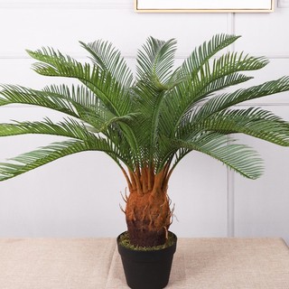 Cây VẠN TUẾ size nhỡ cao 60cm, lá xanh dày đẹp thích hợp để trang trí không gian sống.