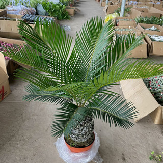 Cây VẠN TUẾ size nhỡ cao 60cm, lá xanh dày đẹp thích hợp để trang trí không gian sống.