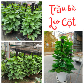 Cây TRẦU BÀ LEO CỘT cao 1m lá xanh trồng chậu nhựa tán to rộng (sc3)