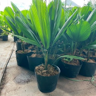 Cây cọ nhật, kè nhật 80cm