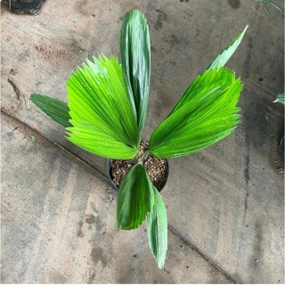 Cây cọ nhật, kè nhật 80cm