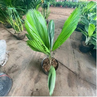 Cây cọ nhật, kè nhật 80cm