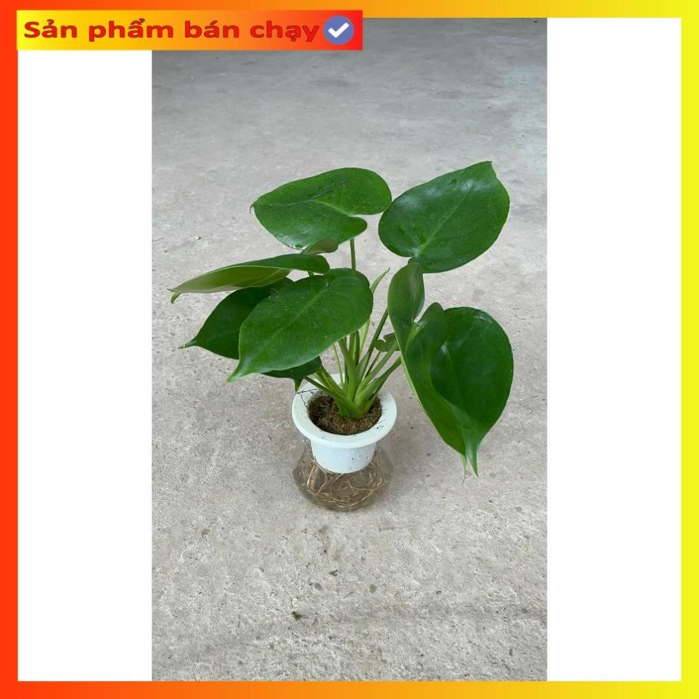 Trầu bà Monstera thủy sinh