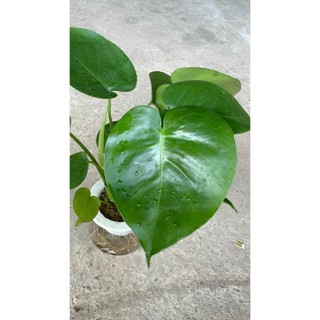 Trầu bà Monstera thủy sinh