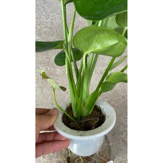 Trầu bà Monstera thủy sinh
