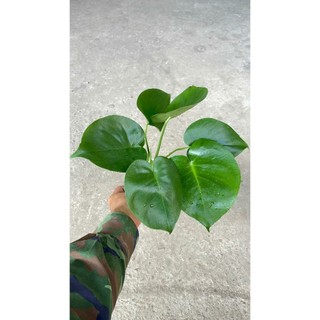 Trầu bà Monstera thủy sinh