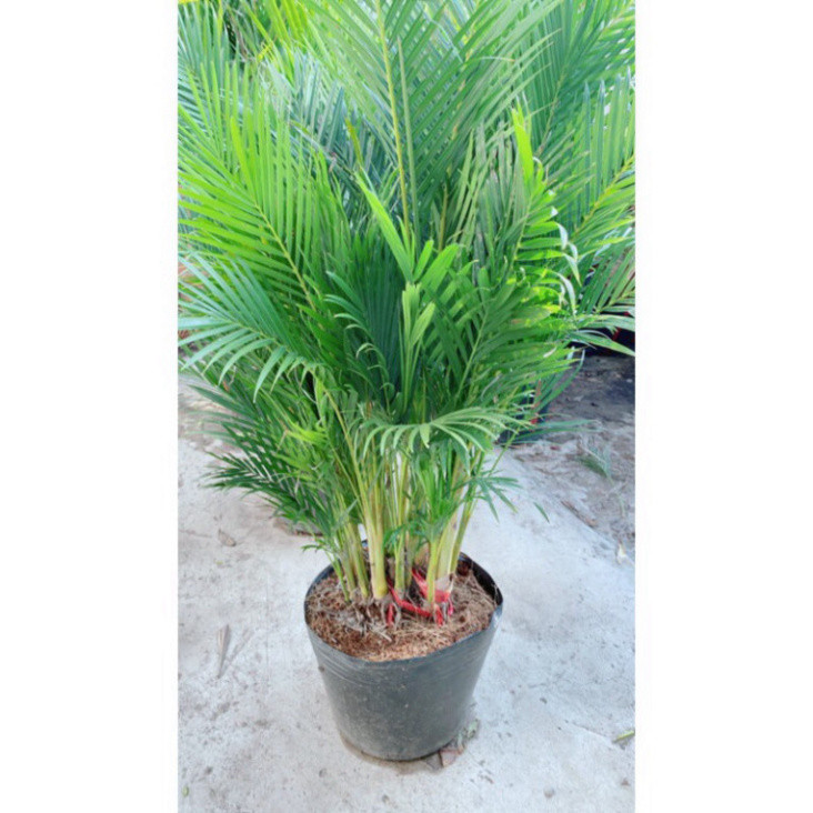 (Hỏa Tốc) Bụi Cau Kiểng Đài Loan 80cm