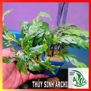 Cây Liễu Răng Cưa - Liễu Đỏ Ấn Độ