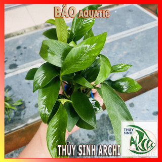 Cây Ráy Lá Dài [Cây Thủy Sinh]