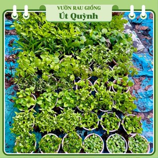   Hoả Tốc HCM  Các loại rau gia vị rau nấu canh trồng sẵn tại vườn - Vườn Rau Giống Út Quỳnh 