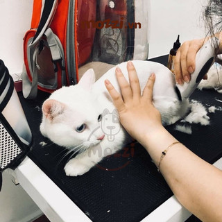 Tông đơ cạo lông Codos KP-3000 cho chó mèo