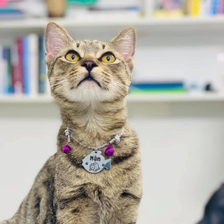 Vòng cổ handmade cho thú cưng có thể thu nới Pettag Mozzi